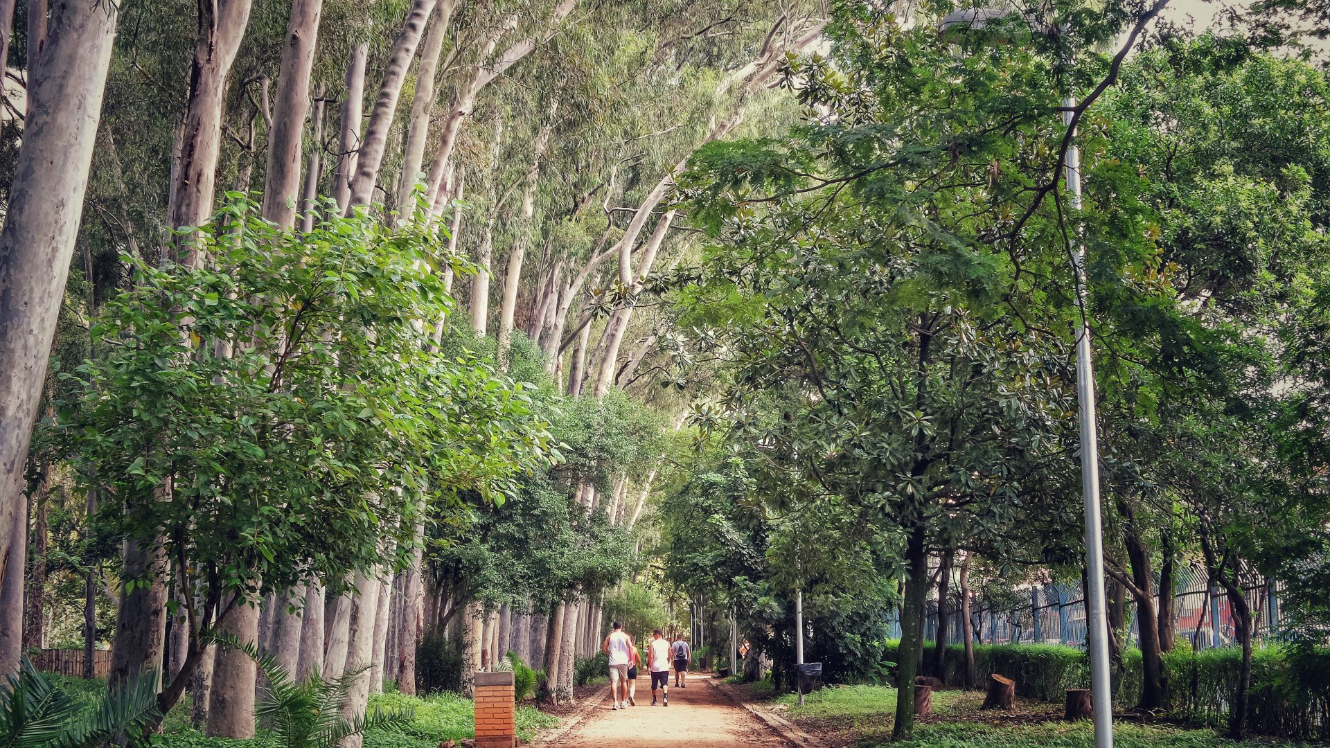 O Parque Do Piqueri A Hist Ria De Um Dos Parques Mais Bonitos De S O