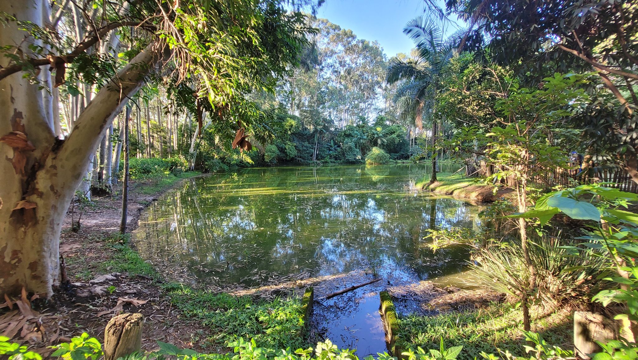 O Parque do Piqueri - A história de um dos parques mais bonitos de São ...